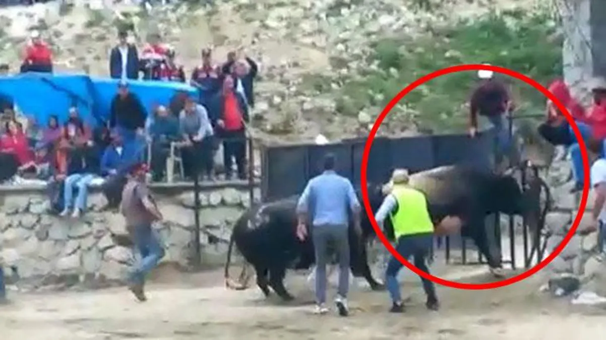 Rize'deki rodeo benzeri oyunun sonu kötü bitti! Çılgına dönen boğalar, vatandaşın arasına daldı - Haberler