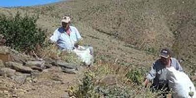 Amanoslar'ın zirvesinde yayla çayı mesaisi