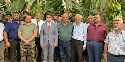 Arsuz’da Yılın İlk ‘Muz’ Hasadı Gerçekleşti