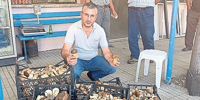 Ayı mantarı köylünün gelir kapısı oldu! Günlük 600 lira kazanıyorlar