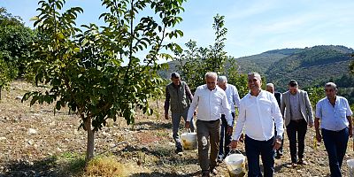 Benlidere Ceviz Bahçesinde Hasat Zamanı!