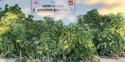 Hatay'da zeytin bahçesinde Hint keneviri yetiştiren şüpheli yakalandı