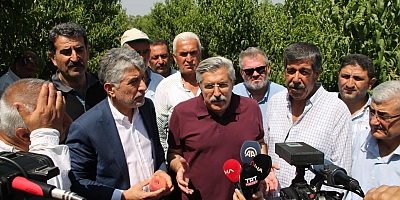Hatay'ın Kırıkhan ilçesinde, yassı şeftali hasadına başlandı.